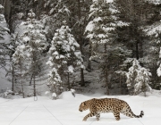 Leopardo de Amur 6