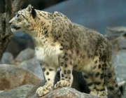 Leopardo de Amur 1