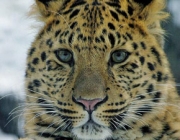 Leopardo de Amur 2