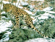 Leopardo de Amur 3