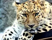 Leopardo de Amur 4