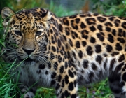 Leopardo de Amur 5