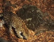 Leopardo de Amur 6