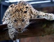 Leopardo de Amur no Cativeiro 1