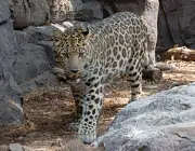 Leopardo de Amur no Cativeiro 2