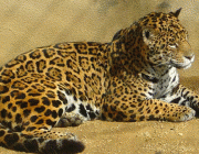 Leopardo de Amur no Cativeiro 3