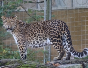 Leopardo de Amur no Cativeiro 4
