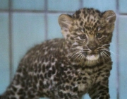 Leopardo de Amur no Cativeiro 5