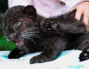 Leopardo de Amur Preto 1