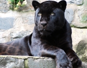 Leopardo de Amur Preto 2