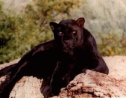 Leopardo de Amur Preto 3