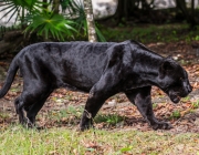 Leopardo de Amur Preto 5