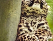 Leopardo de Amur 1