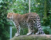 Leopardo de Amur 3