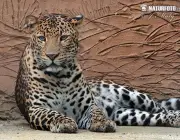 Leopardo de Java 1