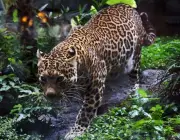 Leopardo de Java 4