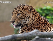 Leopardo de Java 5