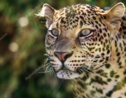 Leopardo de Java 6