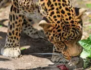 Leopardo-de-Java Comendo 1