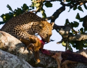 Leopardo-de-Java Comendo 3