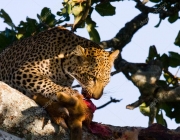 Leopardo-de-Java Comendo 4