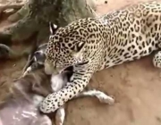 Leopardo-de-Java Comendo 5