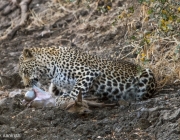 Leopardo-de-Java Comendo 6