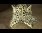 Leopardo-de-Java - Filhotes 1