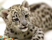Leopardo-de-Java - Filhotes 2