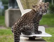 Leopardo-de-Java - Filhotes 4