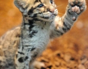 Leopardo-de-Java - Filhotes 5