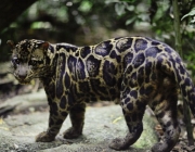 Leopardo de Sumatra 1