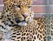 Leopardo de Sumatra 2
