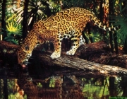Leopardo de Sumatra 4
