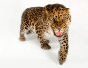 Leopardo de Sumatra 5