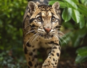 Leopardo de Sumatra 6