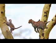 Leopardo do Ceilão Caçando 1