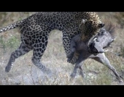 Leopardo do Ceilão Caçando 2