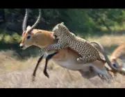 Leopardo do Ceilão Caçando 4
