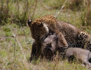 Leopardo do Ceilão Caçando 5