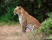 Leopardo do Ceilão 1