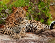 Leopardo do Ceilão 2