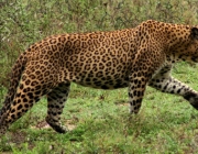 Leopardo do Ceilão 3