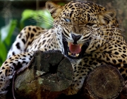 Leopardo do Ceilão 5