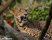 Leopardo do Ceilão 6