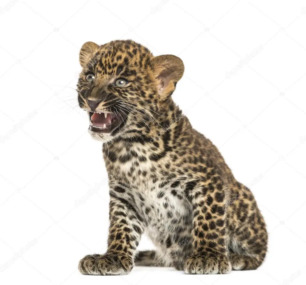 Leopardo-do-Sinai - Filhote 1