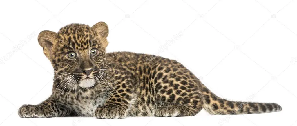 Leopardo-do-Sinai - Filhote 2