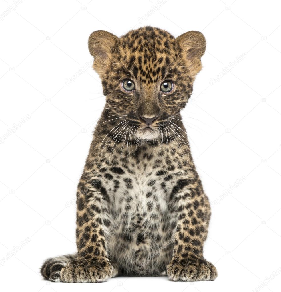 Leopardo-do-Sinai - Filhote 3