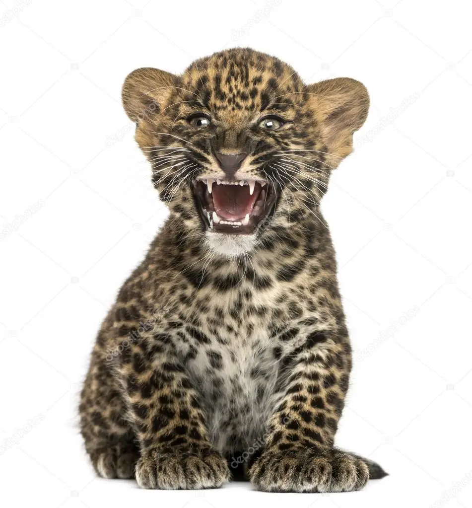 Leopardo-do-Sinai - Filhote 4