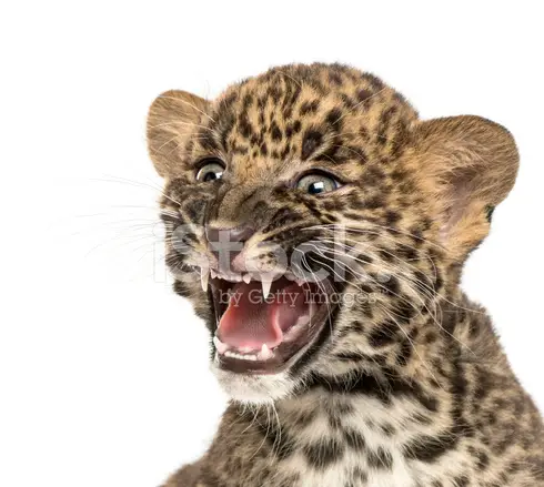 Leopardo-do-Sinai - Filhote 5